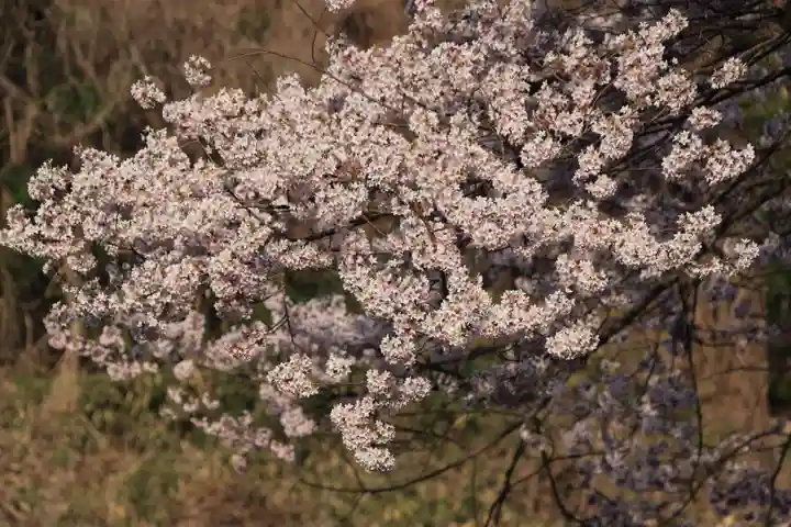 宇賀神さまの自然