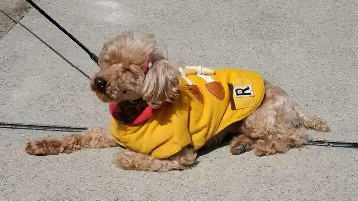 胡録神社の動物