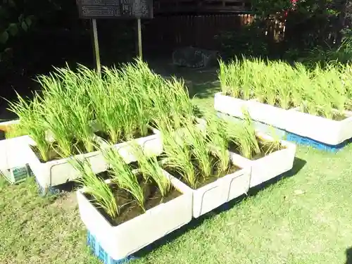 鷲神社(東京都)