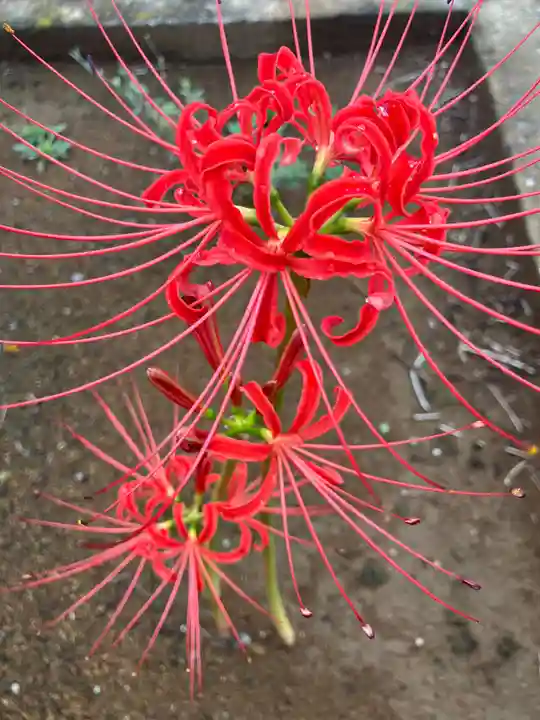 正覚院(神奈川県)