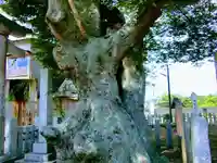 素鵞熊野神社の自然