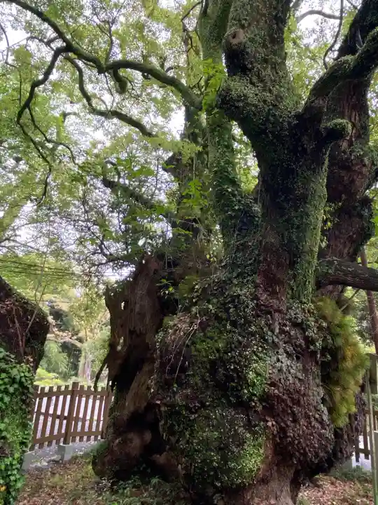 富知六所浅間神社(静岡県)
