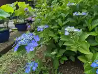 法金剛院(京都府)