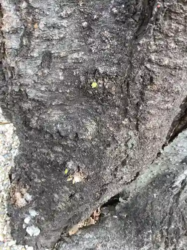 三輪神社の自然