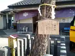 別小江神社の自然