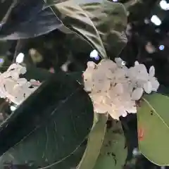 間々田八幡宮の自然