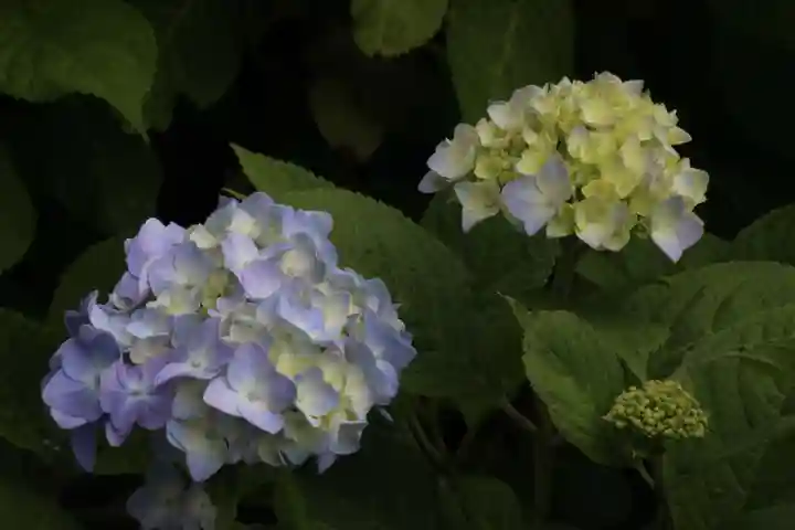 国宝 大法寺の自然