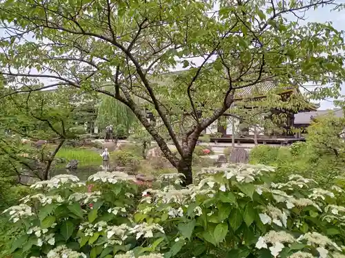 蓮華王院（三十三間堂）の自然