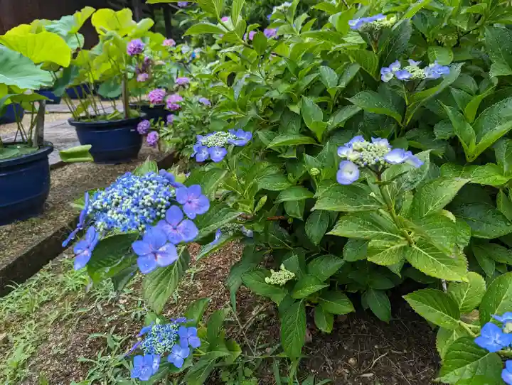 法金剛院(京都府)