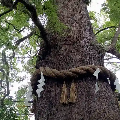 新熊野神社の自然
