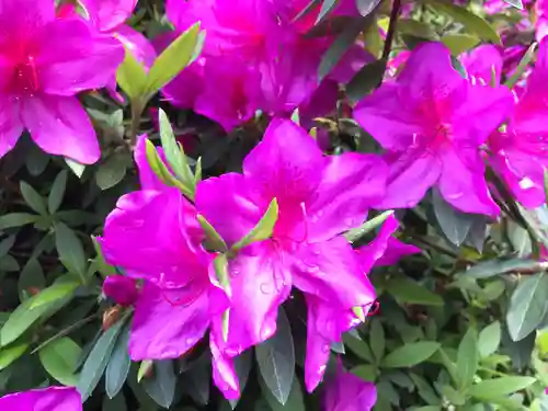 三室戸寺の自然