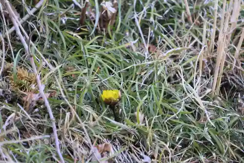 三春大神宮の自然