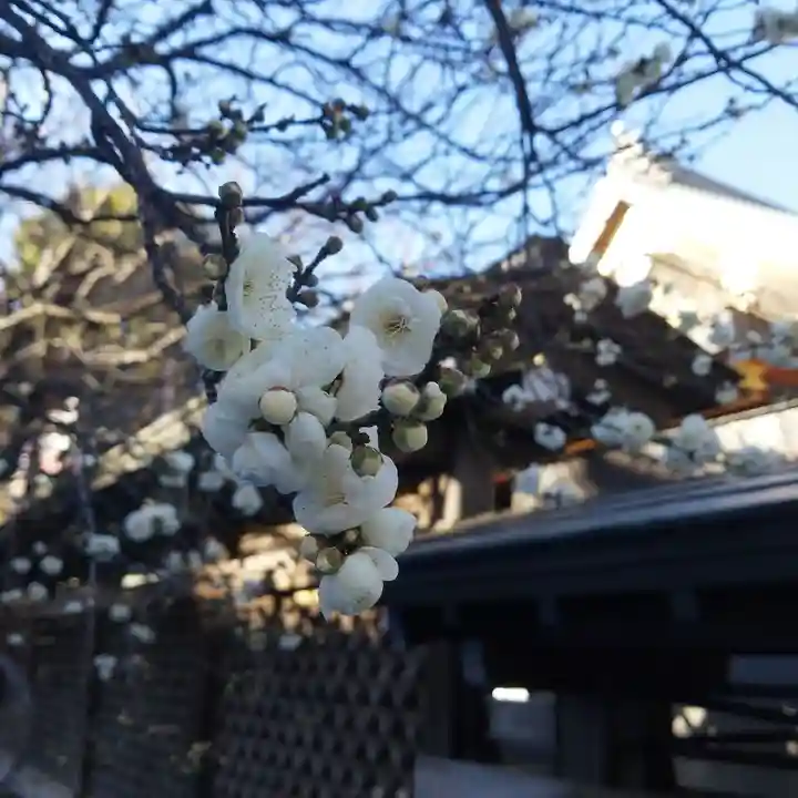 湯島天満宮の自然