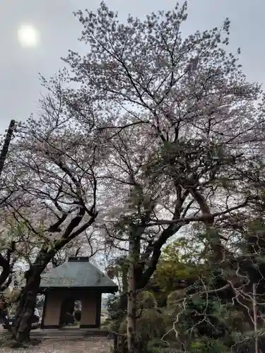 大蔵寺(埼玉県)