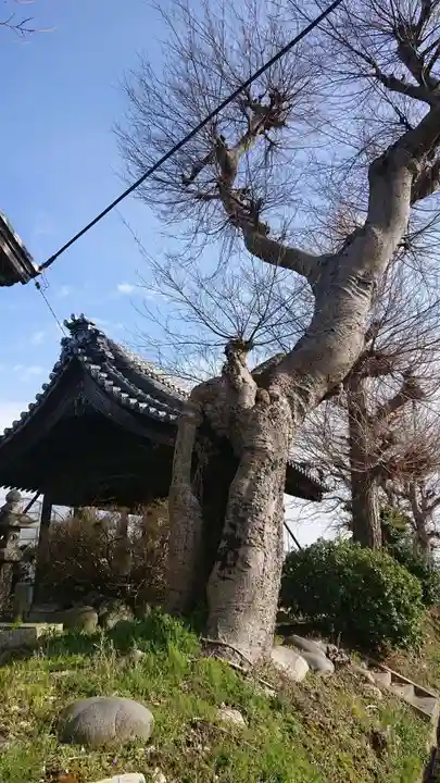 久多神社(東畑)の自然