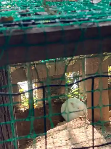 太子堂八幡神社の動物