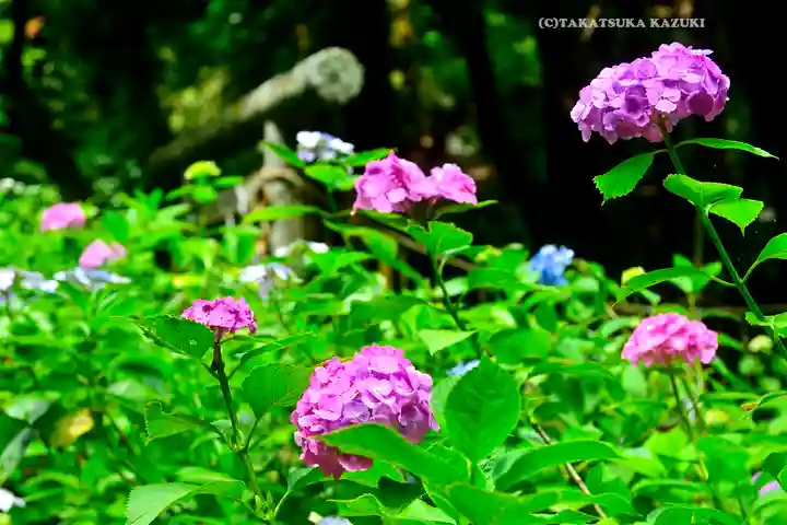 太平山神社(栃木県)