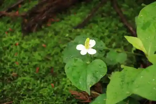 岩上神社の自然
