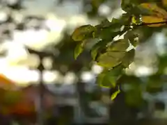 白鳥神社(長野県)