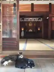 蔵前神社の動物