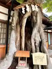 三輪恵比須神社の自然