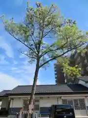 別小江神社の自然