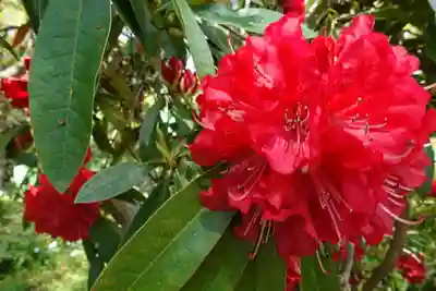 半木神社(賀茂別雷神社境外末社)の自然