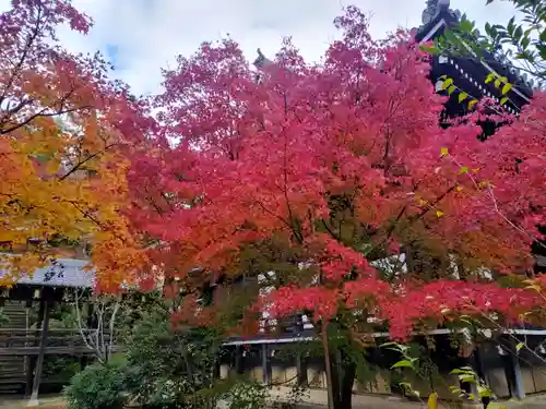 光明寺（粟生光明寺）(京都府)