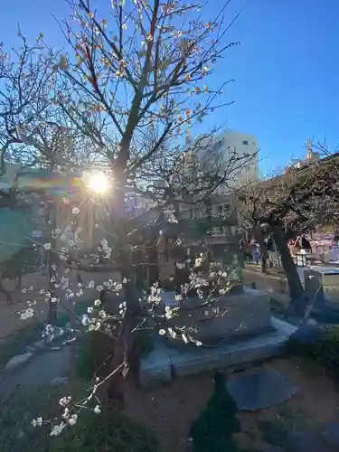 湯島天満宮の自然