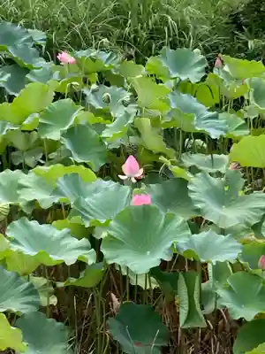 根来寺(和歌山県)