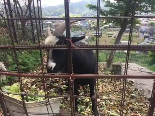 賀茂別雷神社の動物