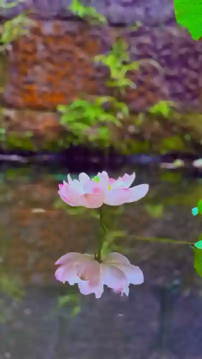 福井神社(福井県)