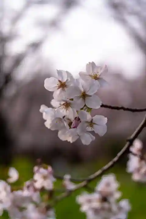 平野神社(京都府)
