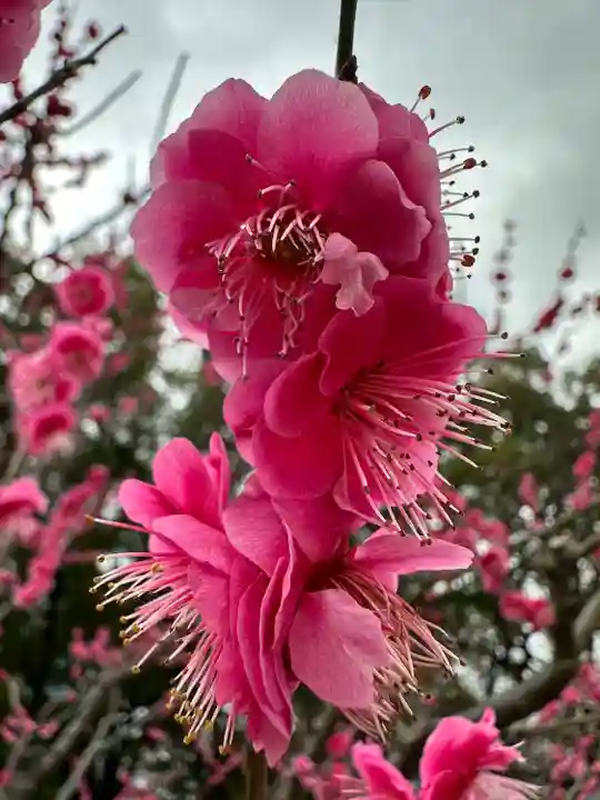 芝東照宮の自然