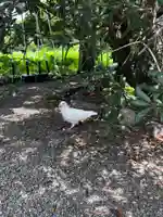 旗上弁財天社の動物