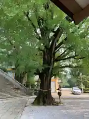 和霊神社の自然