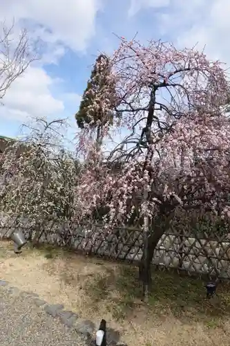 北野天満宮の自然