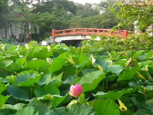 鶴岡八幡宮の庭園