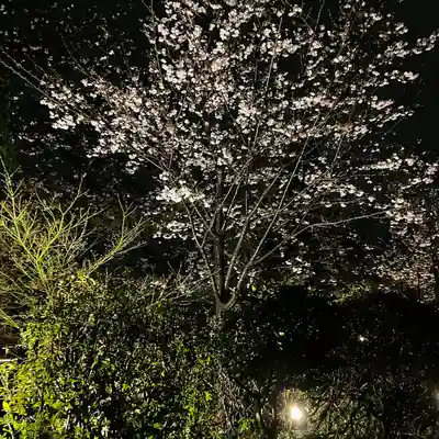 富士山本宮浅間大社(静岡県)