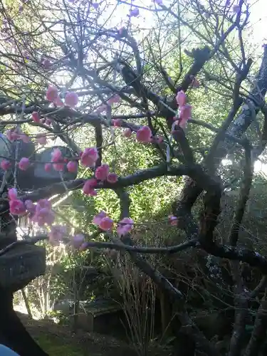 安國論寺（安国論寺）の自然