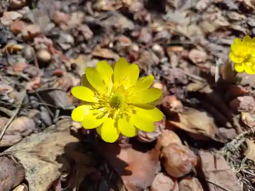 新得神社の自然