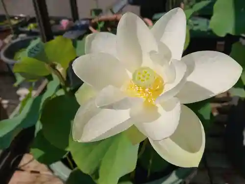 極楽山　浄土寺の自然