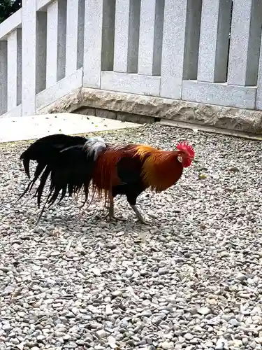 大甕神社の動物