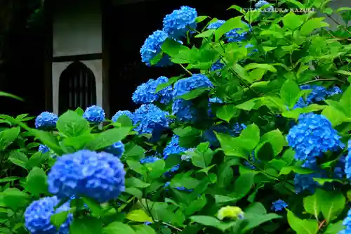 明月院(神奈川県)