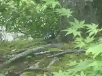 留辺蘂神社の動物