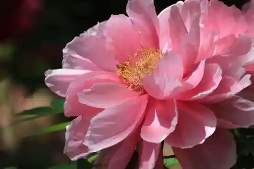 開成山大神宮の庭園