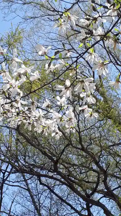 新琴似神社の自然
