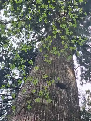 箱根神社の{uncategorized: "未分類", other: "その他", undefined: "問題あり", building: "その他建物", grave: "お墓", sacred_gate: "鳥居", guardian: "狛犬", statue: "像", buddha: "仏像", history: "歴史", nature: "自然", garden: "庭園", animal: "動物", pagoda: "塔", temizu: "手水舎", mountain_gate: "山門・神門", sanctuary: "本殿・本堂", subordinate: "末社・摂社", art: "芸術", scenery: "景色", jizo: "地蔵", ema: "絵馬", goshuin: "御朱印", omikuji: "おみくじ", items: "授与品その他", amulet: "お守り", goshuincho: "御朱印帳", eats: "食事", festival: "お祭り", votive_dance: "神楽", shichigosan: "七五三参", wedding: "結婚式", experience: "体験その他", initially: "初詣", around: "周辺", anti_infection: "感染症対策"}
