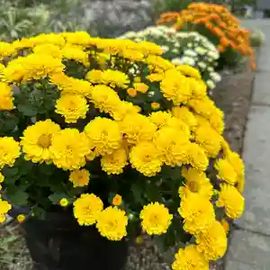 豊景神社の自然(2022年10月07日(金) 06時19分34秒投稿)