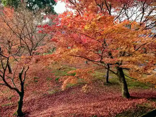 東福禅寺（東福寺）の自然